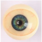 No.1 (With Blood Vessels)