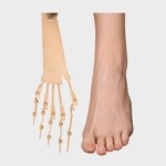 Articulated Toes