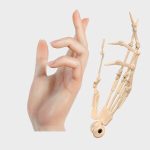 Finger Joints